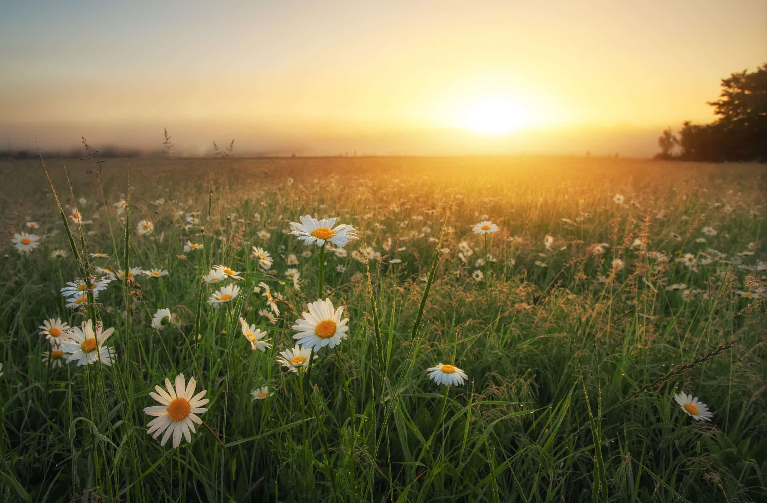 A sunset over a field of daisies
