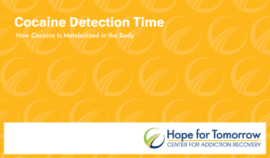 how cocaine is metabolized in the body the liver is the heavylifter